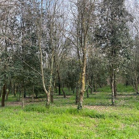 ורונה Green Woods מראה חיצוני תמונה